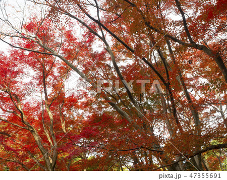 紅葉・秋 紅葉・秋 47355691