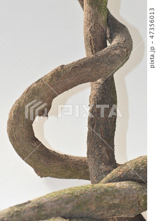 ねじれ合わさった木　白背景 47356013