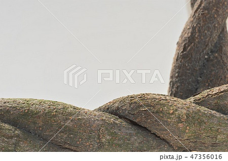 ねじれ合わさった木　白背景 47356016