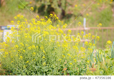 満開の菜の花 満開の菜の花 47356186