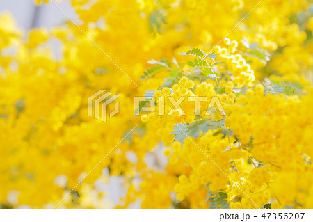 満開のミモザの花 満開のミモザの花 47356207