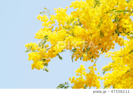 満開のミモザの花 満開のミモザの花 47356211