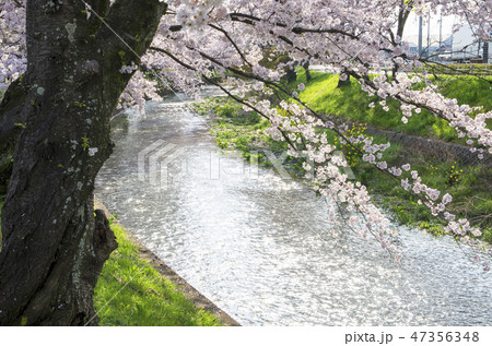 五条川の桜 47356348