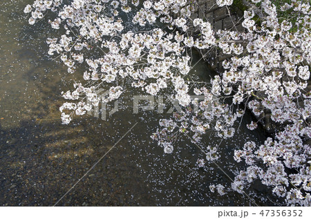 五条川の桜 47356352