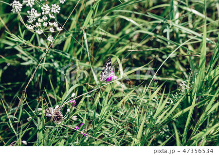 Marbled white butterfly Marbled white butterfly 47356534