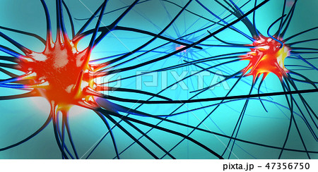 Transmitting synapse,neuron or nerve cell 47356750