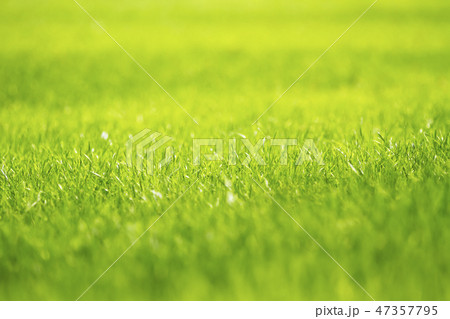 Background of a fresh spring green grass. Spring backdrop. Background of a fresh spring green grass. Spring backdrop. 47357795
