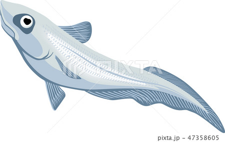 シンカイエソ 47358605