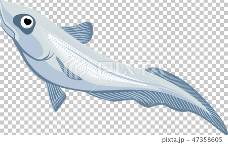 シンカイエソ 47358605