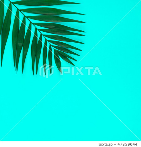 Tropical palm leaves color fluorescent background 47359044