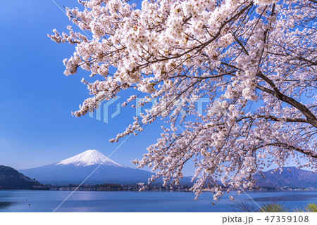 富士山と桜の写真素材 [47359108] - PIXTA