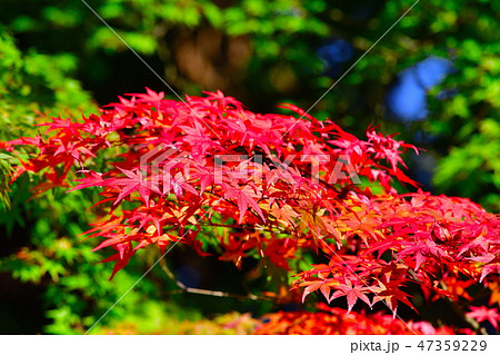 紅葉イメージ 紅葉イメージ 47359229