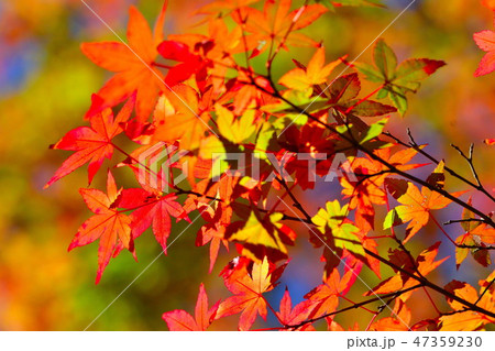 紅葉イメージ 紅葉イメージ 47359230