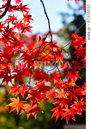 紅葉イメージ 47359252