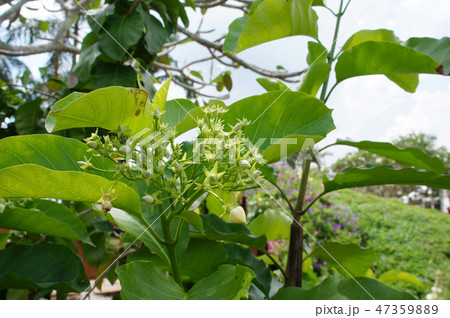 Bread Flower or Vallaris Glabra plant. 47359889