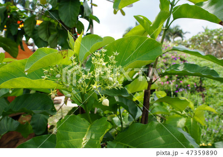 Bread Flower or Vallaris Glabra plant. Bread Flower or Vallaris Glabra plant. 47359890