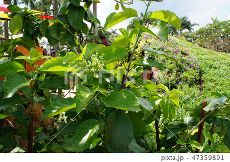 Bread Flower or Vallaris Glabra plant. 47359891