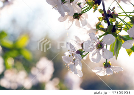 flowering tree apricot 47359953