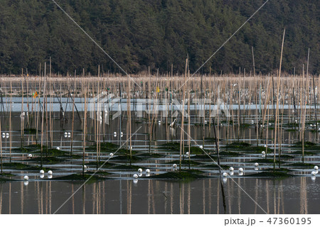 海 メセンイ 自然 47360195