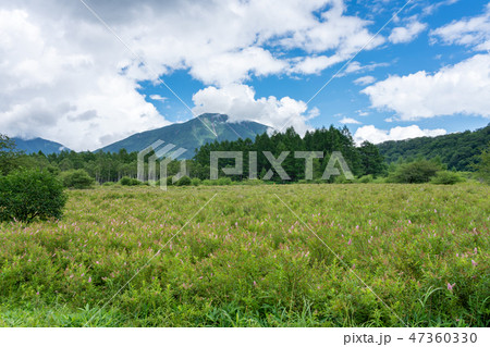 栃木県日光市　奥日光　小田代原と男体山　（8月） 47360330