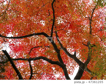 紅葉・秋 47361205