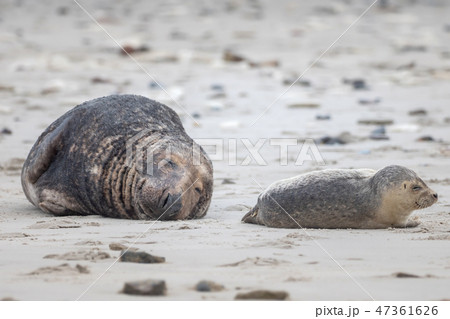 A grey seal lies on the beach on Helgoland 47361626