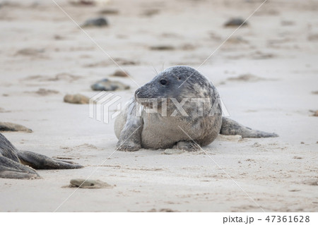 A grey seal lies on the beach on Helgoland 47361628