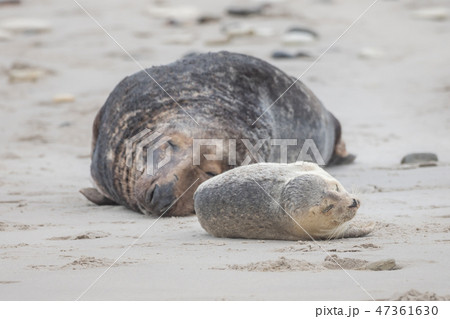 A grey seal lies on the beach on Helgoland 47361630