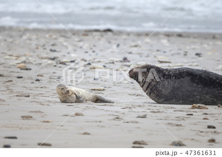 A grey seal lies on the beach on Helgoland 47361631