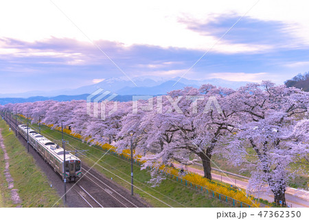 白石川堤一目千本桜と鉄道 大河原町 白石市 宮城 列車 白石川堤一目千本桜と鉄道 大河原町 白石市 宮城 列車 47362350
