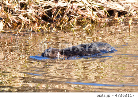 ビ-バ- BEAVER ビ-バ- BEAVER 47363117