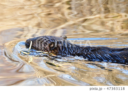 ビ－バ－　BEAVER 47363118