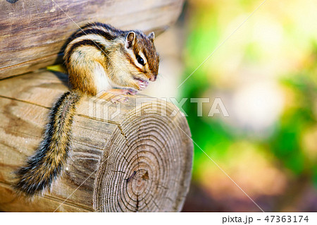 りす物語 47363174