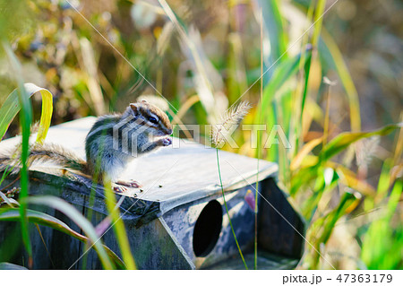 りす物語 りす物語 47363179