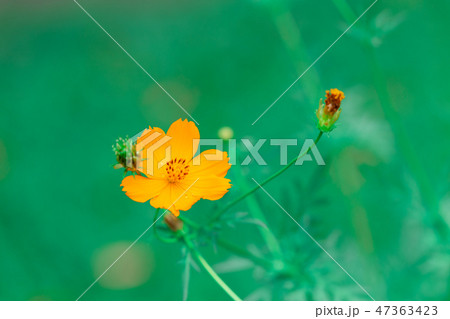 most beautiful Yellow Cosmos small garden yellow 47363423