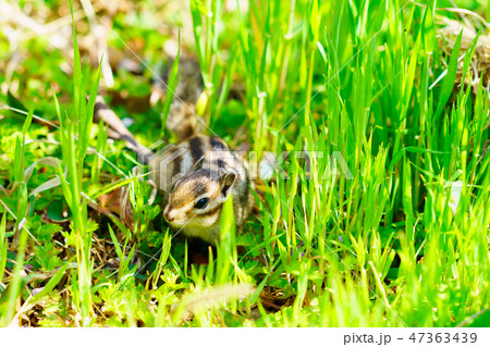 りす物語 りす物語 47363439