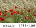 poppy field with flowers and fragrant herbs 47364109