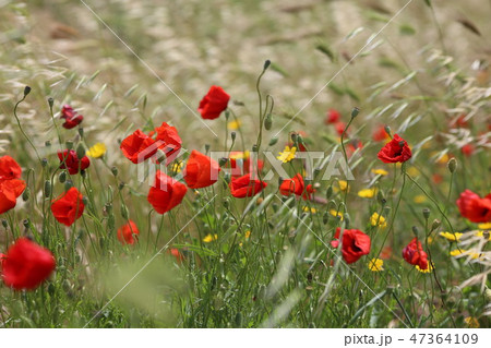 poppy field with flowers and fragrant herbs poppy field with flowers and fragrant herbs 47364109