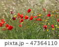 poppy field with flowers and fragrant herbs 47364110