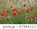 poppy field with flowers and fragrant herbs 47364111