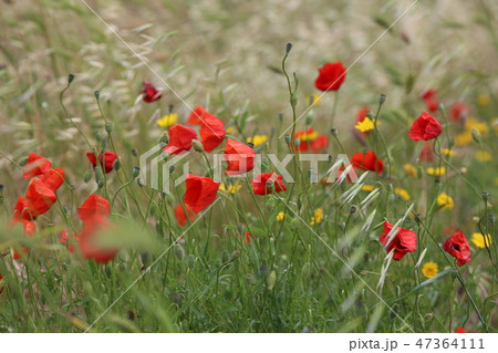 poppy field with flowers and fragrant herbs poppy field with flowers and fragrant herbs 47364111
