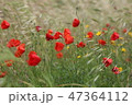 poppy field with flowers and fragrant herbs 47364112