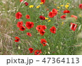 poppy field with flowers and fragrant herbs 47364113