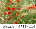 poppy field with flowers and fragrant herbs 47364114