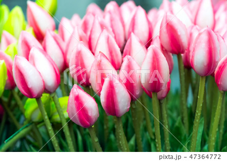 Tulip. Beautiful Tulip flowers with dew drops. Spring flowers are the symbol of love. 47364772