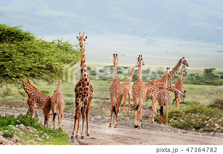 Wild animals of Africa, herd of giraffes Wild animals of Africa, herd of giraffes 47364782