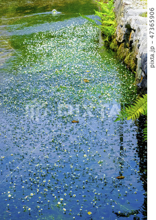 夏の梅花藻(縦)1 夏の梅花藻(縦)1 47365906