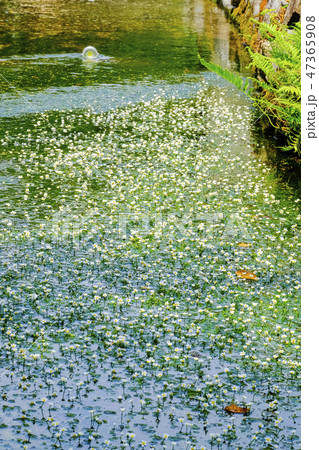 夏の梅花藻(縦)3 夏の梅花藻(縦)3 47365908