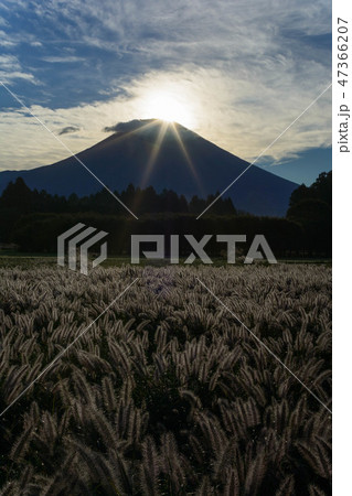 静岡県富士宮市猪之頭よりダイヤモンド富士 47366207