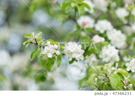 Apple tree branch flowers on a green background 47366231